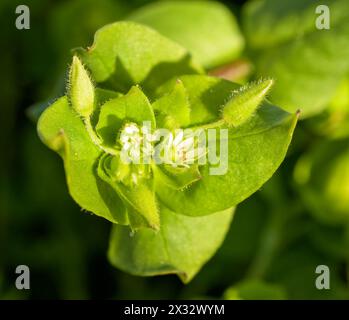 Closeup of Chickweed top with tiny white flowers and buds Stock Photo