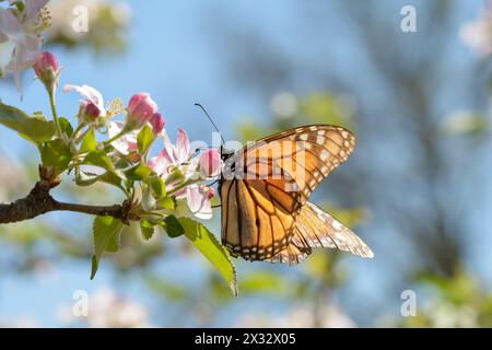Monarch butterfly feeding on apple flowers, lit by early spring sun Stock Photo