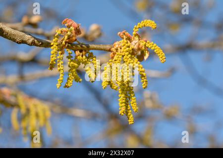 Catkins on an oak branch in spring, against blue skies Stock Photo