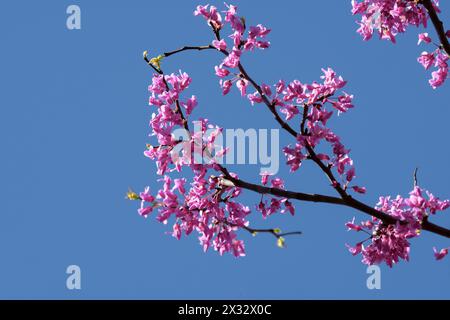 Eastern Redbud branch with clusters of pink flowers, against blue sky in early spring Stock Photo