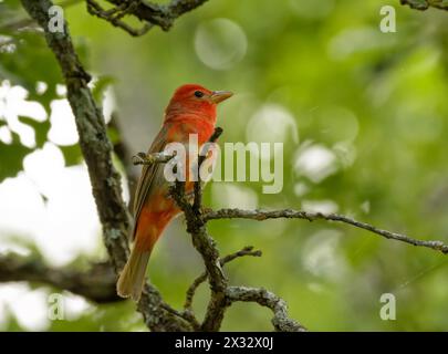 Male Summer Tanager perched on a tree branch against green forest background Stock Photo