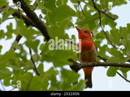 Male Summer Tanager in middle of molt cycle, with off-color feathers on his belly; perched in an oak tree Stock Photo