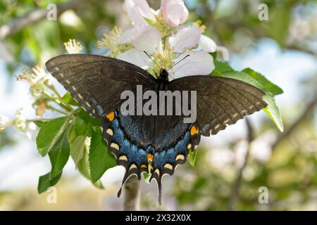 Dark morph of Tiger Swallowtail butterfly feeding nectar on apple flowers in spring Stock Photo