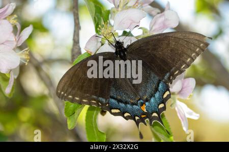 Female, black morph Eastern Tiger Swallowtail butterfly pollinating an apple flower Stock Photo