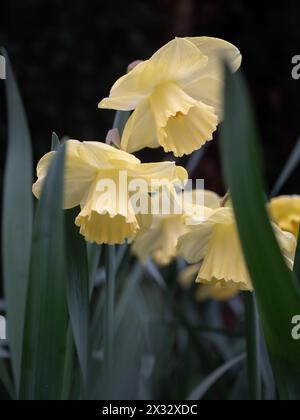 Narcissus 'Avalon' flowers, a soft buttery yellow daffodil that matures to creamy white, standing out against a dark background in early spring Stock Photo
