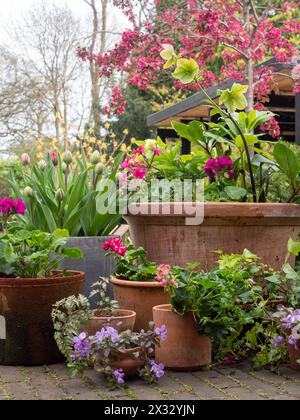 A collection of terracotta garden pots in a British spring garden showing a variety of pink and green flowers in a rustic, cottage garden style Stock Photo