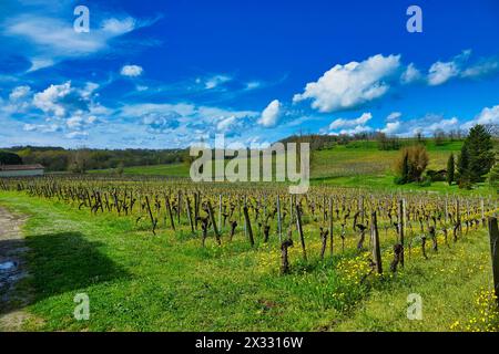 Typical french vineyard with blue sky and white clouds Stock Photo