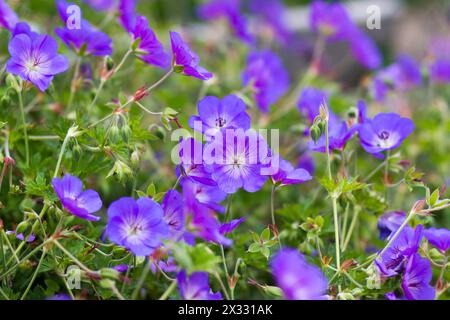 Geranium magnificum, purple cranesbill, is species of plant in genus Geranium, family Geraniaceae. Stock Photo