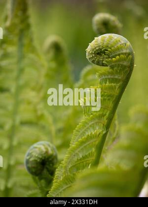 Architectural unfurling fern fronds on a Shuttlecock fern or Ostrich fern (Matteuccia struthiopteris) in spring, close up with shallow depth of field Stock Photo