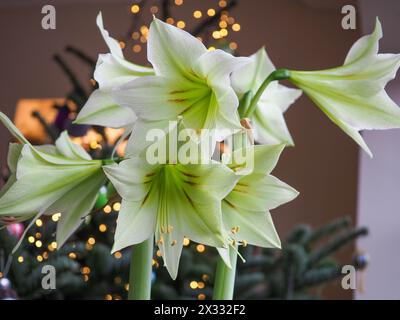 Close up of the green amaryllis Hippeastrum 'Green Valley', a winter flowering bulb in bloom at Christmas with twinkling lights in the background Stock Photo