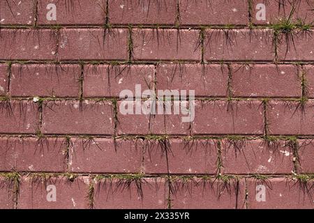 grass growing between paving Stones Stock Photo