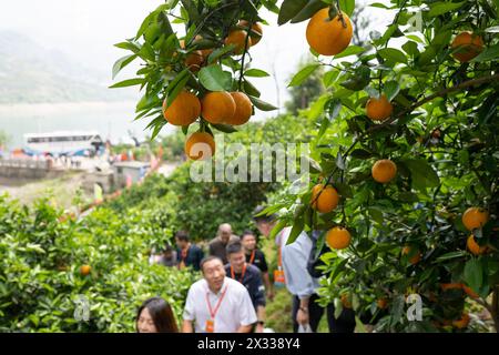 YICHANG, CHINA - APRIL 24, 2024 - Tourists pick fresh orange at a navel orange orchard by the Yangtze River in Xiling Xia village in Yichang, Hubei pr Stock Photo