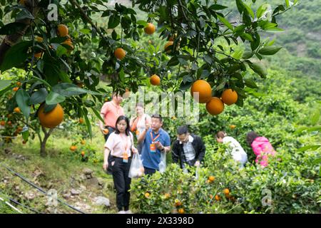 YICHANG, CHINA - APRIL 24, 2024 - Tourists pick fresh orange at a navel orange orchard by the Yangtze River in Xiling Xia village in Yichang, Hubei pr Stock Photo