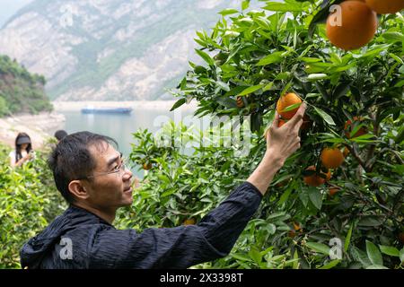 YICHANG, CHINA - APRIL 24, 2024 - Tourists pick fresh orange at a navel orange orchard by the Yangtze River in Xiling Xia village in Yichang, Hubei pr Stock Photo