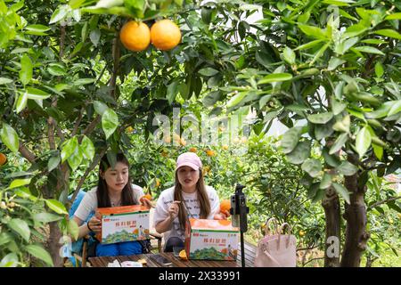 YICHANG, CHINA - APRIL 24, 2024 - Tourists live stream the process of picking fresh oranges at a navel orange garden beside the Yangtze River in Xilin Stock Photo