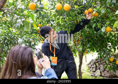 YICHANG, CHINA - APRIL 24, 2024 - Tourists pick fresh orange at a navel orange orchard by the Yangtze River in Xiling Xia village in Yichang, Hubei pr Stock Photo