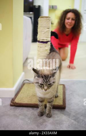 Beautiful cat with blue eyes and woman on knees are standing near scratching post. Stock Photo