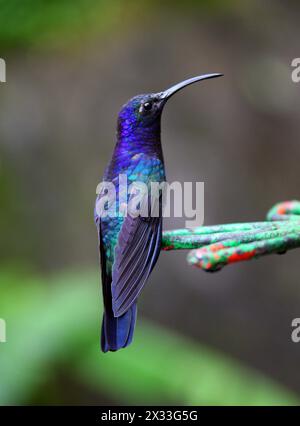 Violet Sabrewing, Campylopterus hemileucurus, Trochilidae. Monteverde, Costa Rica.  Large Hummingbird. Stock Photo