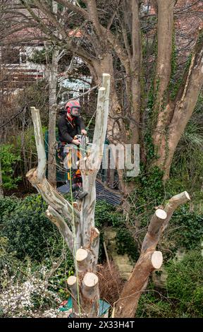 arborist Stock Photo