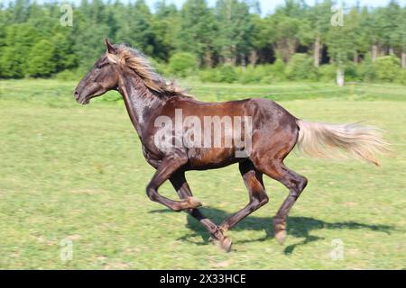 Beautiful brown horse running in a green field, motion blur Stock Photo