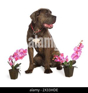 Cane Corso brindle sitting next to the beautiful orchids in pots isolated on white Stock Photo