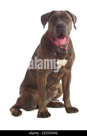 Cane Corso brindle sitting on the floor isolated on white Stock Photo