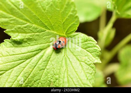 Two red ladybugs breed on a wide green leaf. Stock Photo