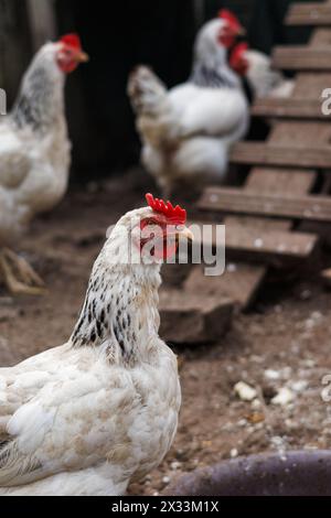 Hens at the chicken coop. Animal farm with poultry livestock Stock Photo