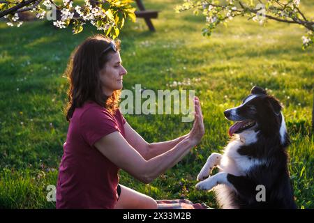 Woman is playing with her dog outdoors. Pet owner is training border collie Stock Photo