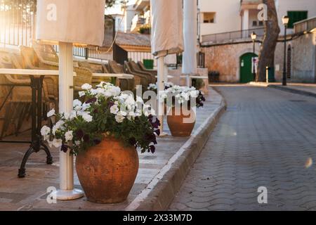 White petunia flowers in pot on empty street in Cala Figuera, Mallorca. Traditional flower decoration in touristic places of Spain Stock Photo