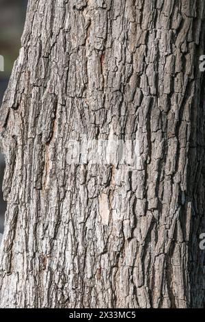 Old tree trunk with thick textured bark, perfect for background. Barcelona, Catalonia, Spain. Stock Photo