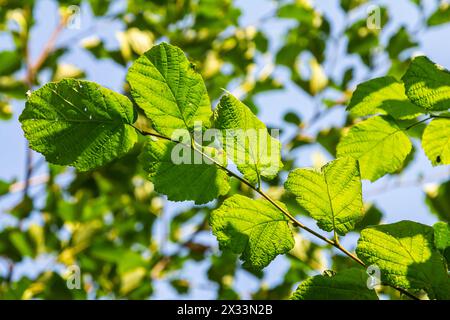 Fresh green Hazel leaves close up on branch of tree in spring with translucent structures against blurred background. Natural background. Stock Photo