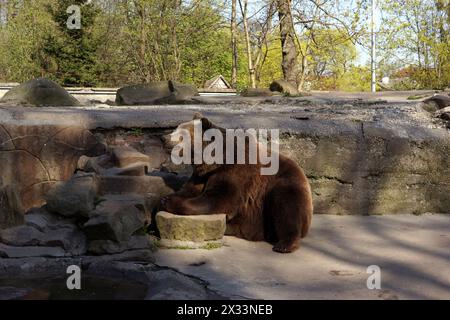 Relaxed brown bear sitting on the stones on the background of rocks and forest Stock Photo