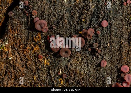 group much fungus on trunk Ascocoryne sarcoides. Stock Photo