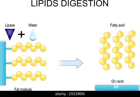 Lipids digestion. Lipolysis. Enzymes lipase that catalyzes the hydrolysis of fats. vector flat illustration Stock Vector