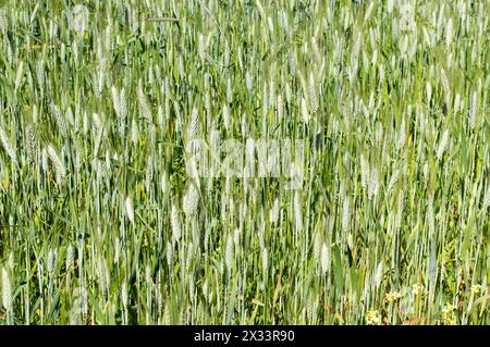 Green wheat or barley, ripening crop Stock Photo