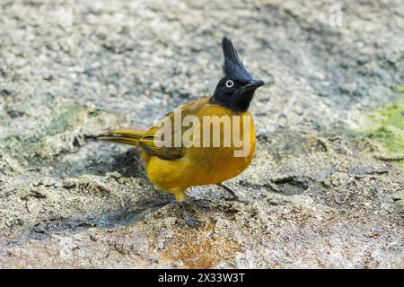 black-crested bulbul, Rubigula flaviventris single adult perched in jungle, Wat Thom, Thailand Stock Photo