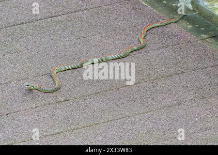 paradise flying snake or paradise tree snake, Chrysopelea paradisi, single adult on boardwalk, Sungei Buloh, Singpore Stock Photo