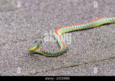 paradise flying snake or paradise tree snake, Chrysopelea paradisi, single adult on boardwalk, Sungei Buloh, Singpore Stock Photo