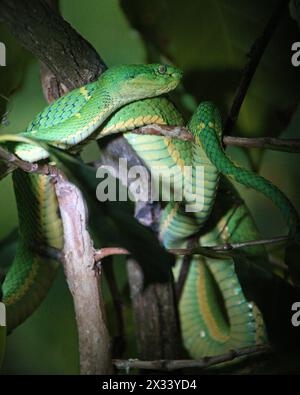 Side-striped Palm-pitviper, Bothriechis lateralis, Viperidae. Monteverde, Costa Rica. A venomous pit viper found in the mountains of Costa Rica. Stock Photo