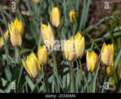 Species tulip Honky Tonk Stock Photo