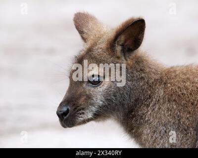 Red-necked wallaby, Bennett's wallaby, Wallaby à cou rouge, Rotnackenwallaby, Bennett-Wallaby oder Bennett-Känguru, Macropus rufogriseus, kenguru Stock Photo