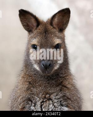 Red-necked wallaby, Bennett's wallaby, Wallaby à cou rouge, Rotnackenwallaby, Bennett-Wallaby oder Bennett-Känguru, Macropus rufogriseus, kenguru Stock Photo