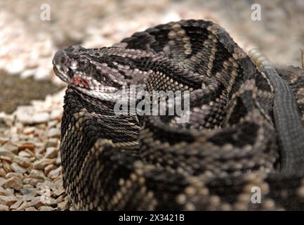 Central American Rattlesnake, Neotropical Rattlesnake, Middle American Rattlesnake, Crotalus simus, Viperidae, Serpentes,. Monteverde, Costa Rica. Stock Photo