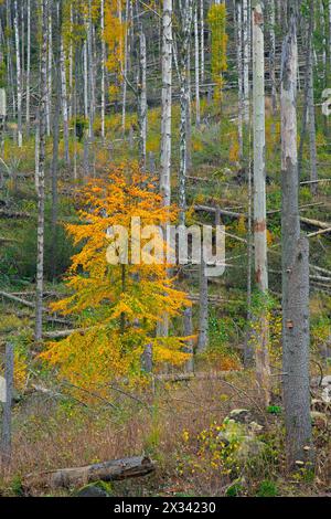 Regrowth of beech trees among dead spruce tree trunks, destruction in forest caused by European spruce bark beetle (Ips typographus) infestation Stock Photo