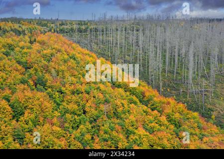Mixed woodland next to dead spruce forest, destruction from European spruce bark beetle (Ips typographus) infestation, Harz National Park, Germany Stock Photo
