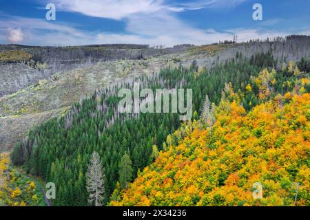 Mixed woodland next to dead spruce forest, destruction from European spruce bark beetle (Ips typographus) infestation, Harz National Park, Germany Stock Photo