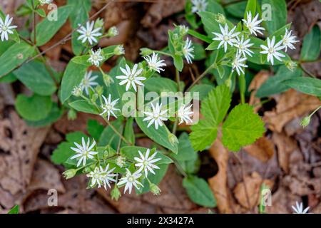 Looking down on the top of a star chickweed plant in bloom with little white flowers on stems going to the foliage and more to open emerging from the Stock Photo