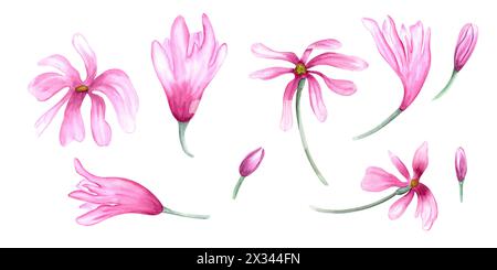 Set of hand painted Magnolia flower heads and buds. Abstract pink flowers on stems. Spring blooming plants. Floral clip art. Watercolor illustration Stock Photo