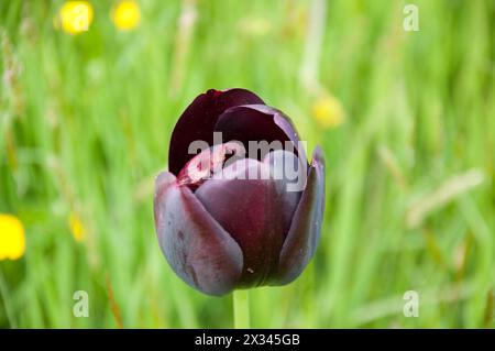 Tulip 'Paul Scherer', Kew Gardens; Royal Botanical Gardens; Kew ...